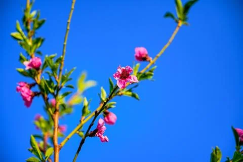 Spring landscape, beautiful spring scenes with blossoming trees Stock Photos