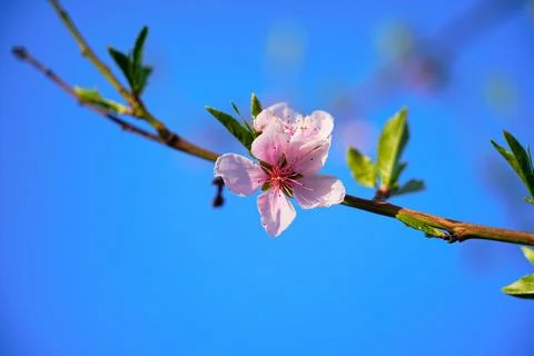 Spring landscape, beautiful spring scenes with blossoming trees Stock Photos