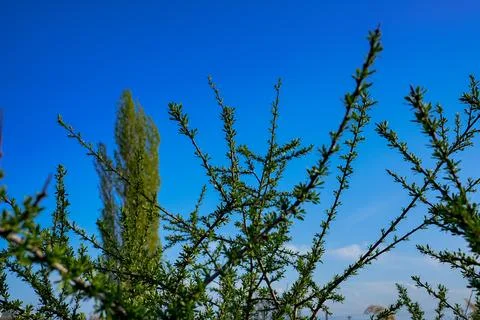 Spring landscape, beautiful spring scenes with blossoming trees Stock Photos