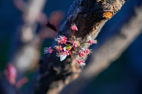 Spring landscape, beautiful spring scenes with blossoming trees Stock Photos