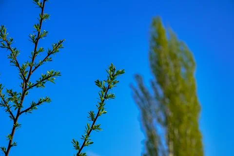 Spring landscape, beautiful spring scenes with blossoming trees Stock Photos