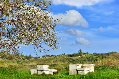 Spring landscape with beehives Stock Photos