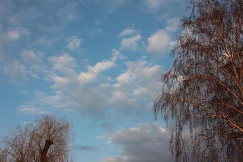 Spring landscape with birch tree on blue cloudy sky background Stock Photos