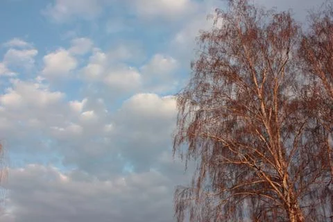 Spring landscape with birch tree on the blue cloudy sky background Stock Photos