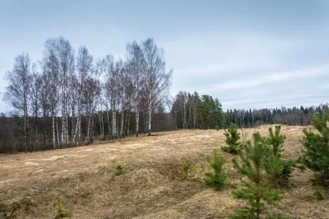 Spring landscape with birch trees and young pines. Stock Photos