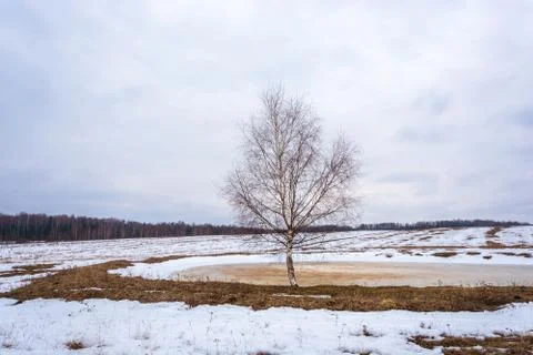 Spring landscape with birch trees. Stock Photos