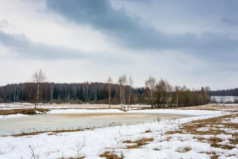 Spring landscape with birch trees. Stock Photos