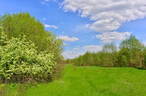 Spring landscape with blooming bird-cherry tree Stock Photos