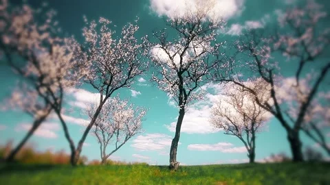 Spring landscape. blooming gardens. timelapse. Stock Footage 149823302