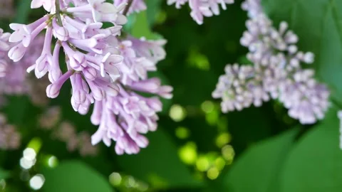 Spring landscape - blooming lilacs in the rays of the setting sun. Video stock 156278416