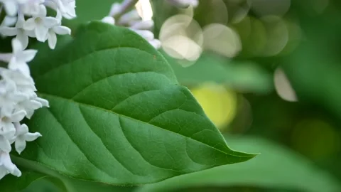 Spring landscape - blooming lilacs in the rays of the setting sun. Stock Footage 156278449