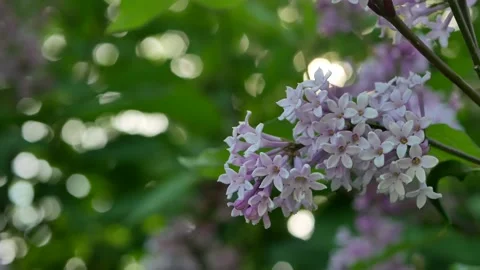 Spring landscape - blooming lilacs in the rays of the setting sun. Stock Footage 165325155