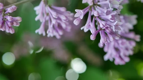 Spring landscape - blooming lilacs in the rays of the setting sun. Stock Footage 165325157