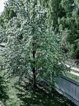 Spring landscape: blooming pear tree in the yard Stock Photos