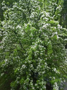 Spring landscape: blooming pear tree in the yard Stock Photos