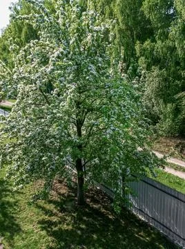 Spring landscape: blooming pear tree in the yard Stock Photos