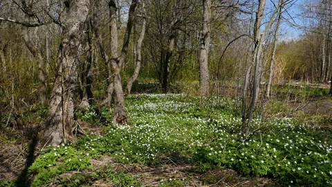 Spring landscape  blooming primroses Stock Footage 221082012