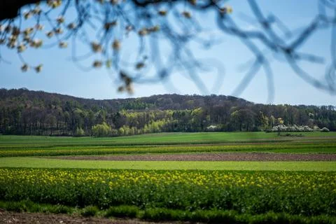 Spring landscape with blooming rapeseed in fields and a green forest on a hill Photos