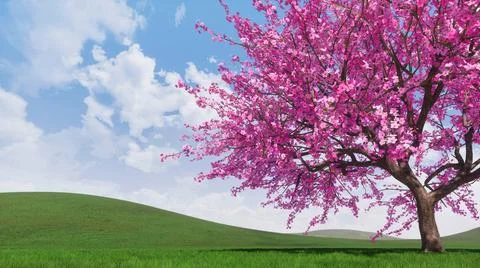 Spring landscape with blooming sakura cherry tree Stock Illustration