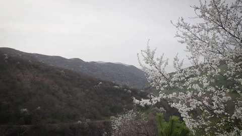 Spring landscape with blooming trees against a mountain backdrop Stock Footage 305404509