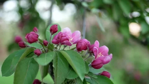 Spring landscape - a blossoming apple tree in the rays of the setting sun. Stock Footage 154438874