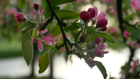 Spring landscape - a blossoming apple tree in the rays of the setting sun. Stockbeeldmateriaal 154439241