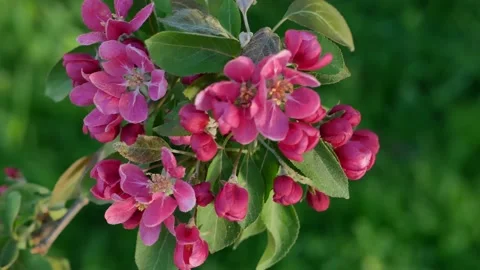 Spring landscape - a blossoming apple tree in the rays of the setting sun. Video stock 154439292