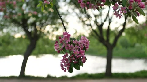 Spring landscape - a blossoming apple tree in the rays of the setting sun. Stock-Footage 154439354