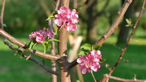 Spring landscape - a blossoming apple tree in the rays of the setting sun. Stock Footage 154439421