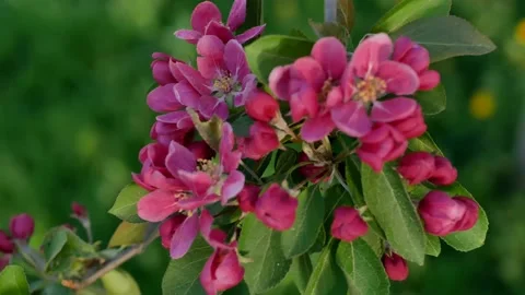 Spring landscape - a blossoming apple tree in the rays of the setting sun. 動画素材 154439486