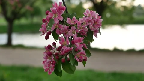 Spring landscape - a blossoming apple tree in the rays of the setting sun. Stock Footage 154439692
