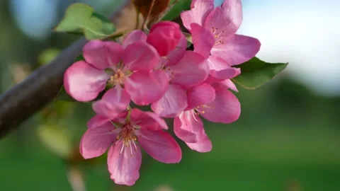 Spring landscape - a blossoming apple tree in the rays of the setting sun. Stockbeeldmateriaal 154439725