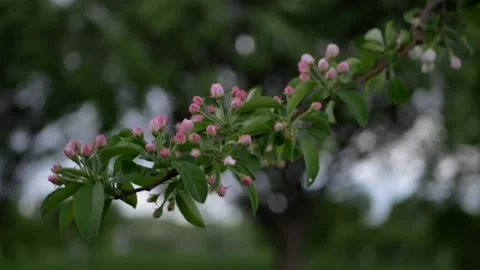 Spring landscape - a blossoming apple tree in the rays of the setting sun. Stock Footage 154439787