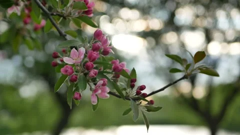 Spring landscape - a blossoming apple tree in the rays of the setting sun. Stock Footage 154439899