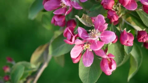 Spring landscape - a blossoming apple tree in the rays of the setting sun. Stock Footage 154439971