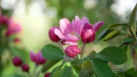 Spring landscape - a blossoming apple tree in the rays of the setting sun. Stock Footage 154440078