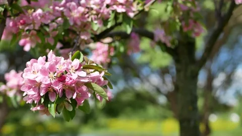 Spring landscape - a blossoming apple tree in the rays of the setting sun. Stockbeeldmateriaal 161830943