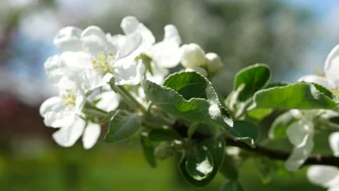 Spring landscape - a blossoming apple tree in the rays of the setting sun. Stock Footage 161831115