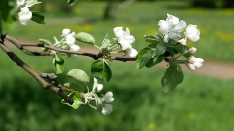 Spring landscape - a blossoming apple tree in the rays of the setting sun. Stock-Footage 161831529