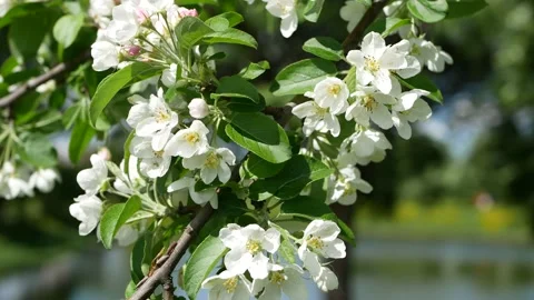Spring landscape - a blossoming apple tree in the rays of the setting sun. Stockbeeldmateriaal 161831809