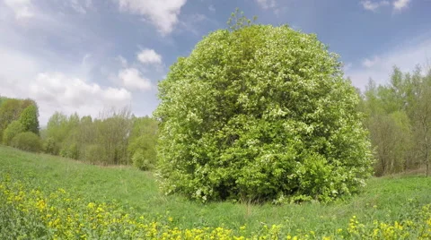 Spring landscape with blossoming bird cherry tree and clouds. Timelapse 4K Video stock 50276344