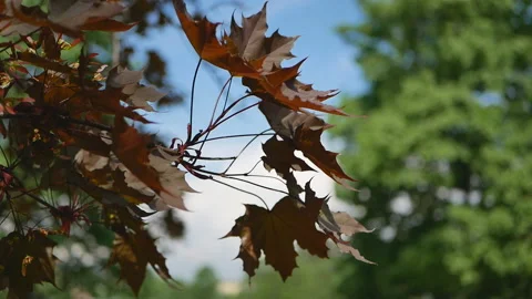 Spring landscape - a blossoming maple against the blue sky. Video stock 90004075