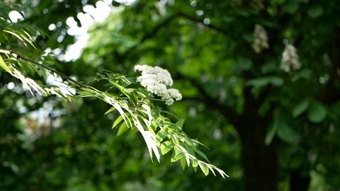 Spring landscape - a blossoming tree in a city park. Stock Footage 91378617