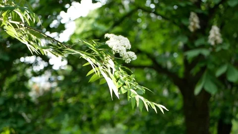 Spring landscape - a blossoming tree in a city park. Stock Footage 91378697