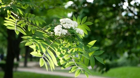 Spring landscape - a blossoming tree in a city park. Stock Footage 91378792