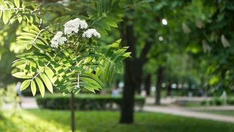 Spring landscape - a blossoming tree in a city park. Stock Footage 91379292