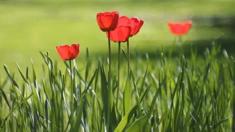 Spring landscape - bright red tulips against a background of green grass. Stock-Footage 87818431