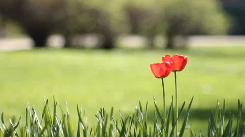 Spring landscape - bright red tulips against a background of green grass. Stock Footage 87818599