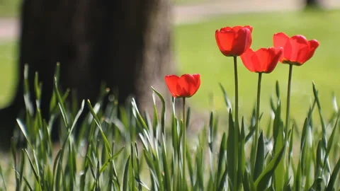 Spring landscape - bright red tulips against a background of green grass. Stock Footage 87823636