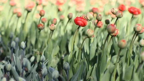 Spring landscape - bright red tulips against a background of green grass. Stock Footage 87824385